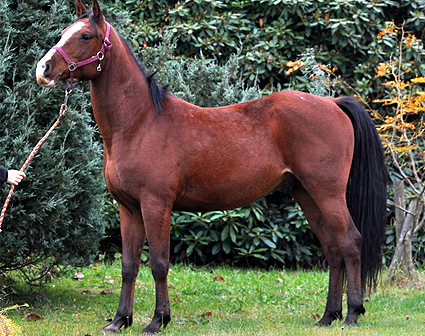 Prodej koní Norik a Shagya Arab